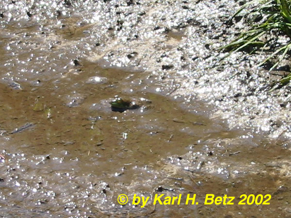 Green Frog at App 020406 sm.jpg [134 Kb]